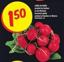 RADIS EN BOTTE