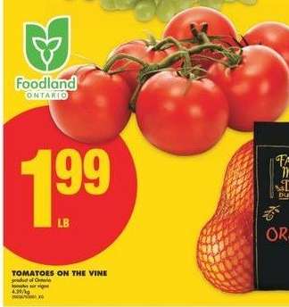 TOMATOES ON THE VINE