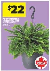 PC Boston Fern Hanging Basket