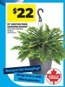 PC Boston Fern Hanging Basket