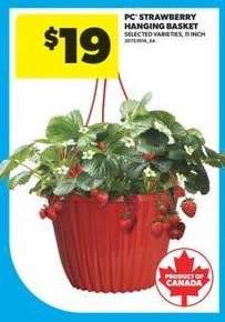 PC Strawberry Hanging Basket
