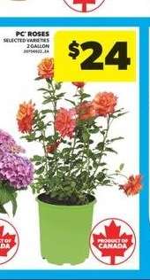 PC Roses