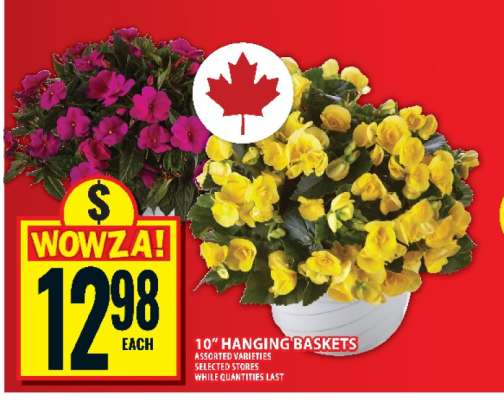 10" Hanging Baskets