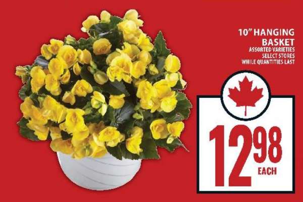10" Hanging Basket