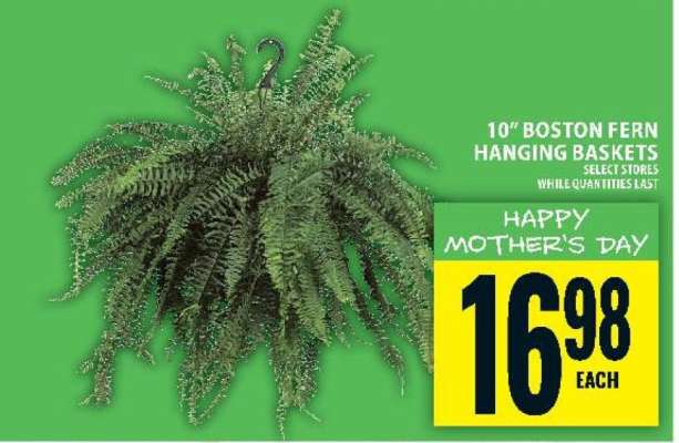10" Boston Fern Hanging Baskets