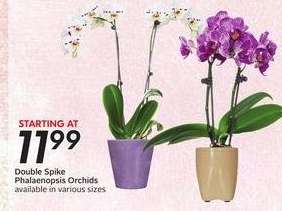 Double Spike Phalaenopsis Orchids