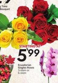 Ecuadorian Singles Roses