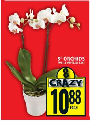 5" Orchids