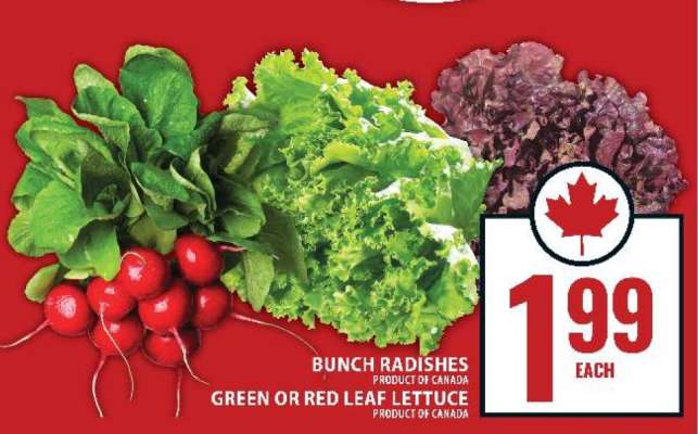 Bunch Radishes, Green or Red Leaf Lettuce