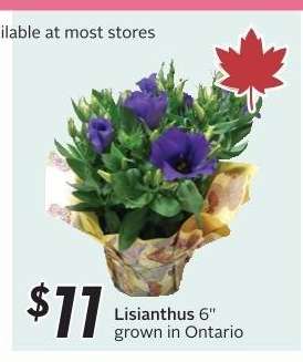Lisianthus 6"
