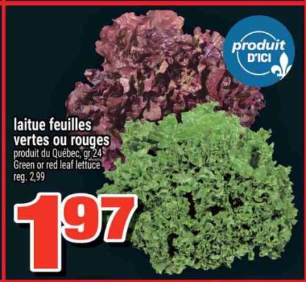 laitue feuilles vertes ou rouges