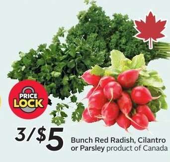 Bunch Red Radish, Cilantro or Parsley