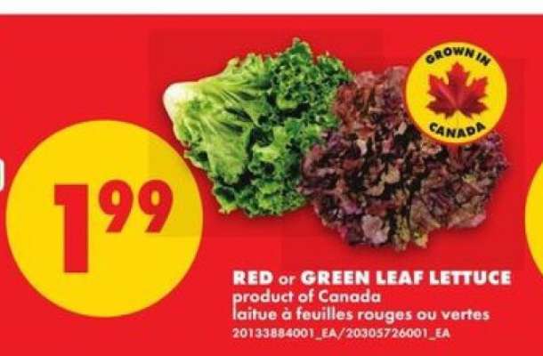 RED or GREEN LEAF LETTUCE