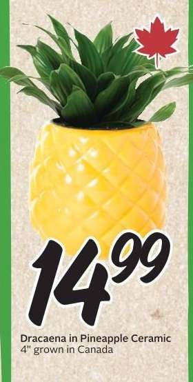Dracaena in Pineapple Ceramic 4"