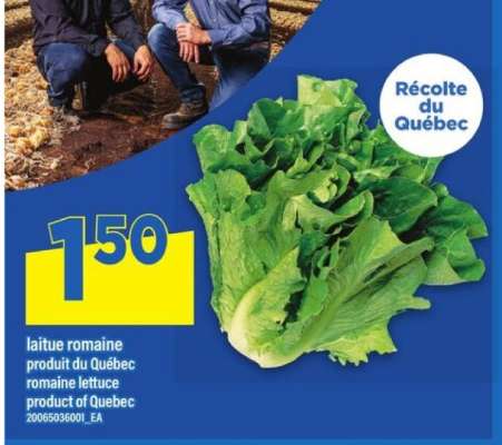 LAITUE ROMAINE