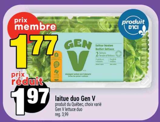 LAITUE DUO GEN V