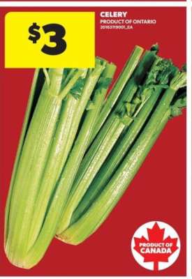 CELERY