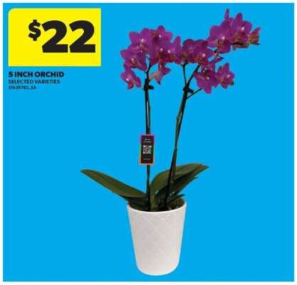 5 INCH ORCHID