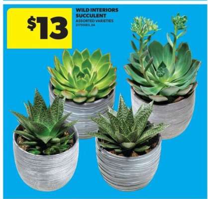 WILD INTERIORS SUCCULENT