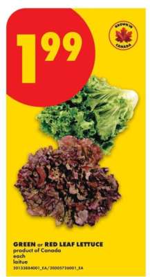GREEN or RED LEAF LETTUCE