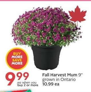 Fall Harvest Mum 9"