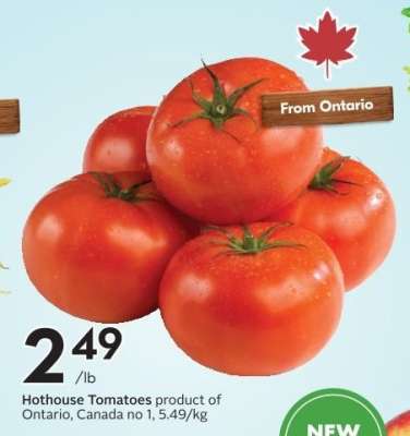 HOTHOUSE TOMATOES