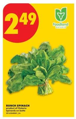 BUNCH SPINACH