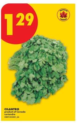 CILANTRO