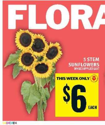 5 Stem Sunflowers