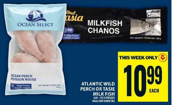 Atlantic Wild Perch or Tasie Milk Fish