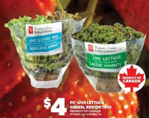 PC Live Lettuce