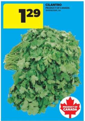CILANTRO