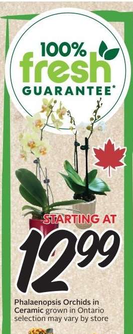 Phalaenopsis Orchids