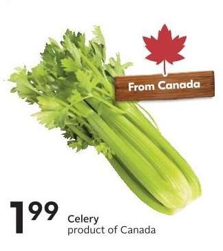 CELERY