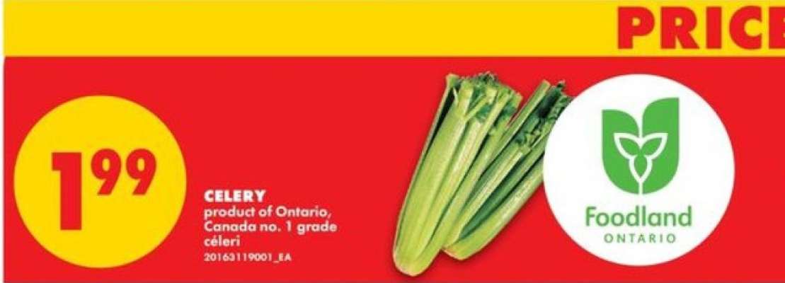 CELERY