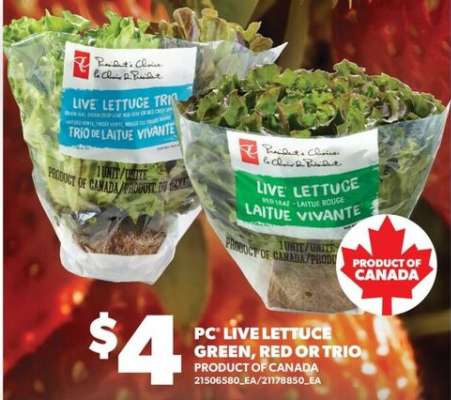 PC Live Lettuce