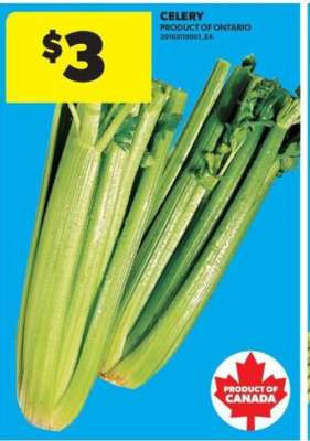 CELERY