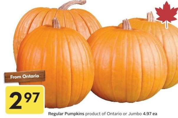 Regular Pumpkins