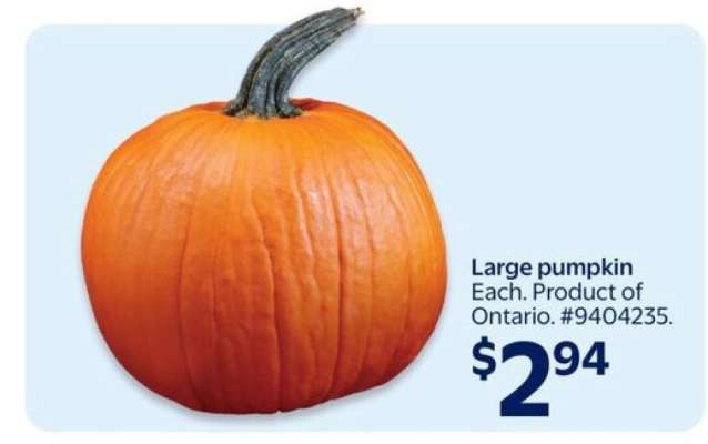 Large Pumpkin