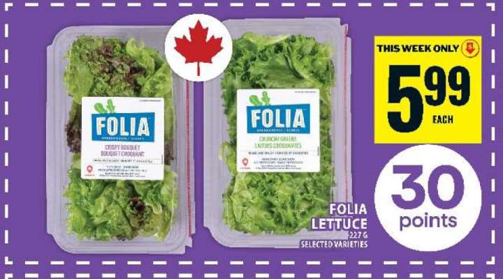 Folia Lettuce