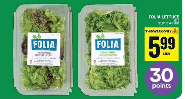 Folia Lettuce