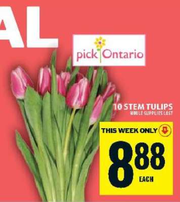 10 STEM TULIPS